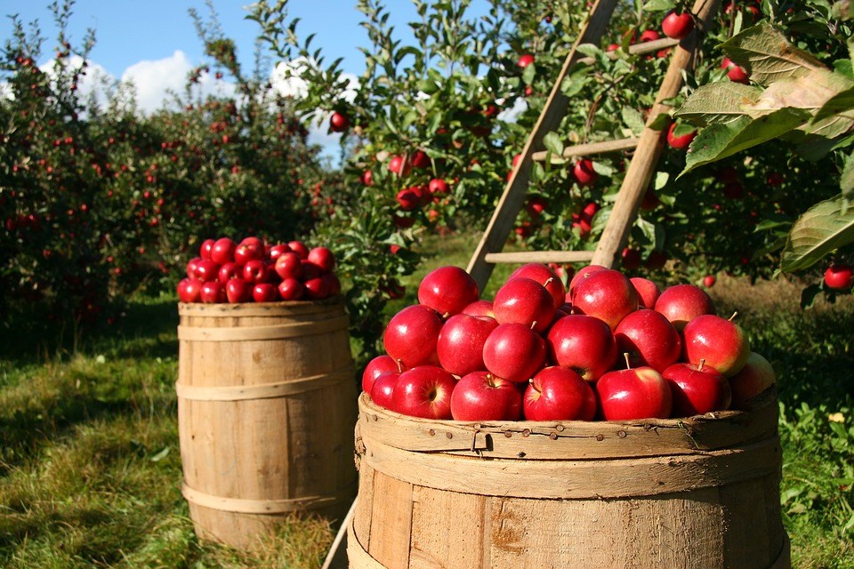 Haut-Saint-Laurent : définitivement LA région de la pomme 