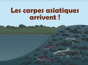 Les carpes asiatiques envahissent nos cours d'eau