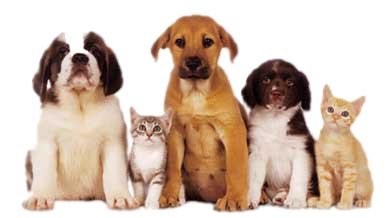 Journée mondiale des animaux: 6 bonnes raisons d'en avoir un