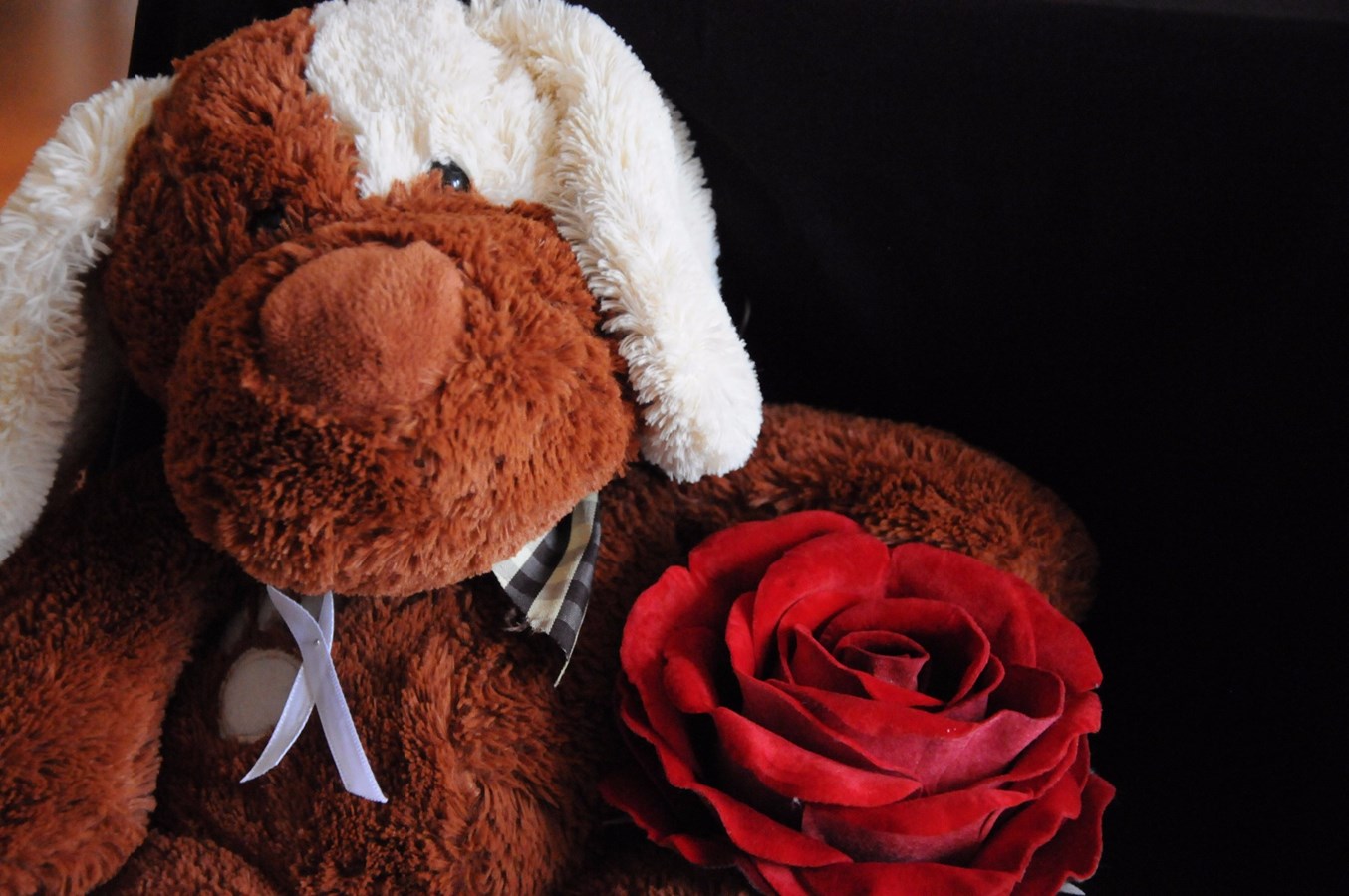 Un ruban blanc et une rose rouge pour lutter contre la violence faite aux femmes