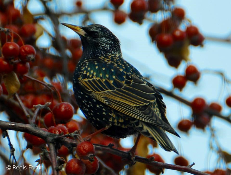 La Société d’observation de la Faune Ailée du Sud-Ouest présente les oiseaux aux formes extraordinaires