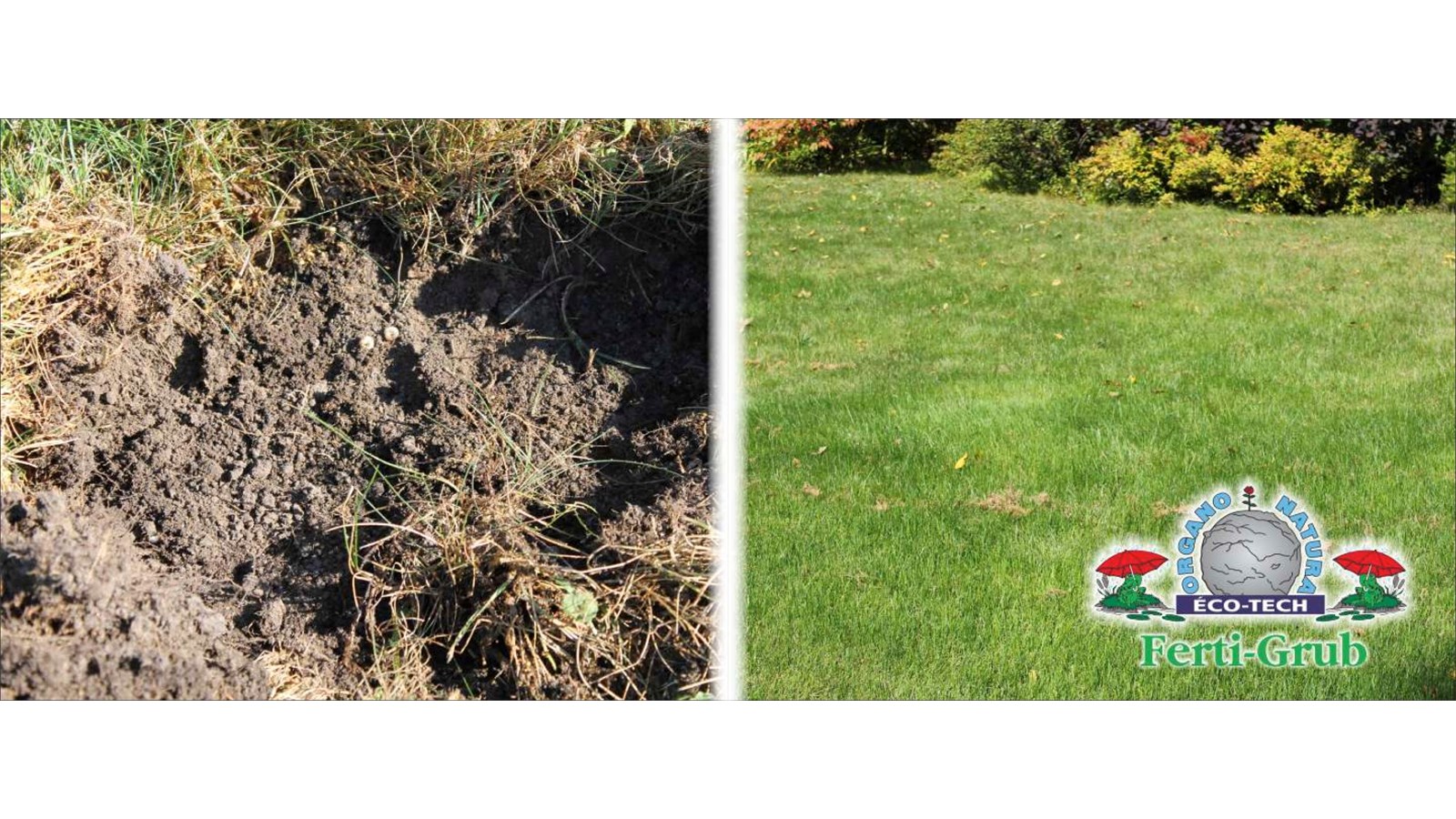 PUBLIREPORTAGE  Organo Natura Éco-Tech est la solution à votre gazon