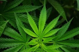 Vaudreuil-Dorion se prépare à l'implantation d'un centre de recherche sur le cannabis