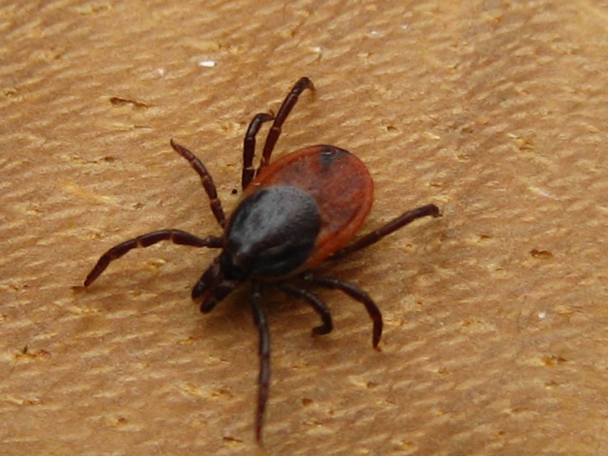 Maladie de Lyme : aucune tique porteuse du virus n'a été collecté à Saint-Lazare