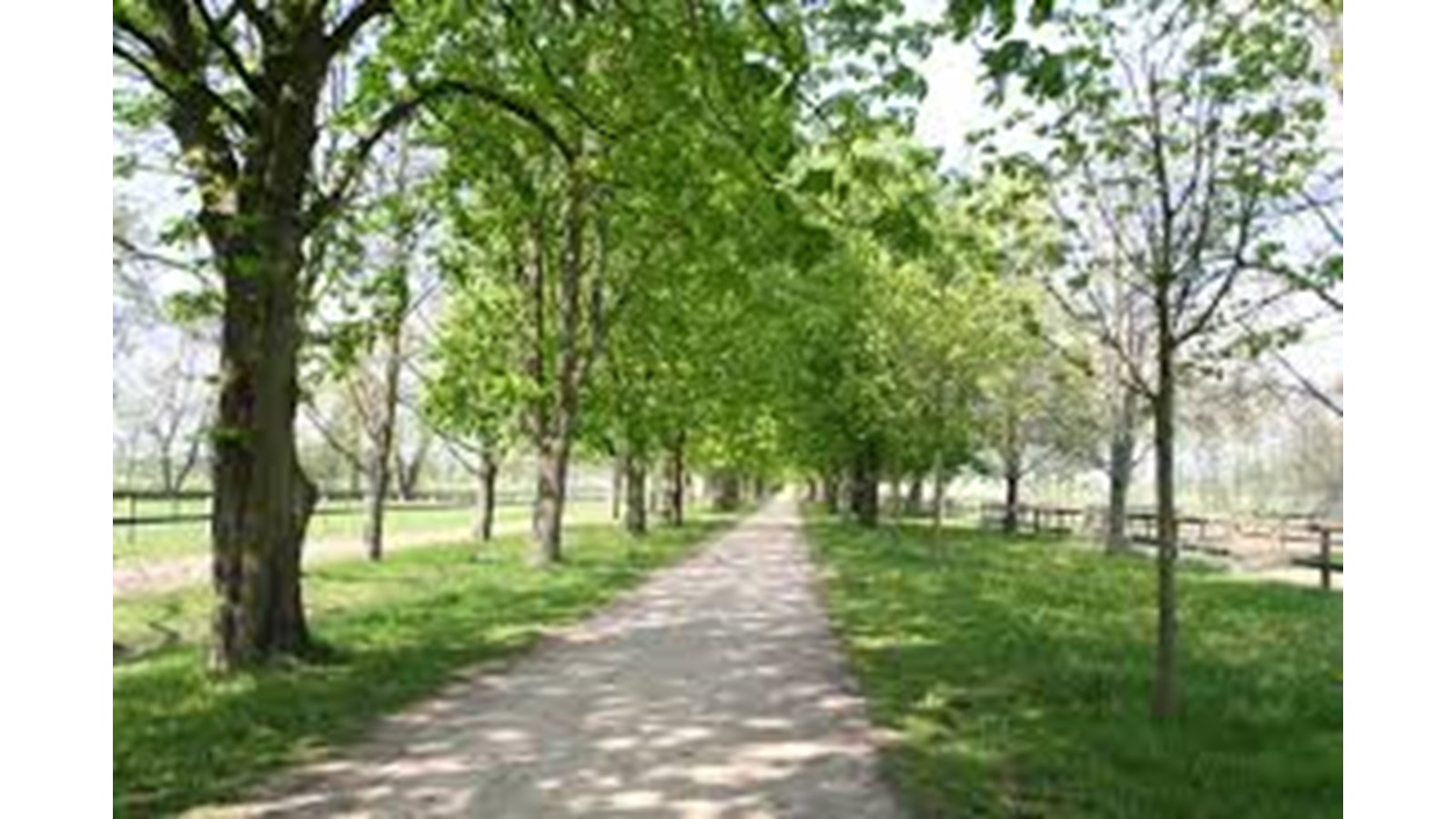 526 arbres plantés en un an à Salaberry-de-Valleyfield  