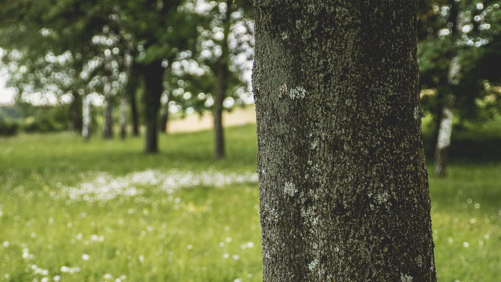 Semaine de l'arbre : Projection, conférence et plantation citoyenne