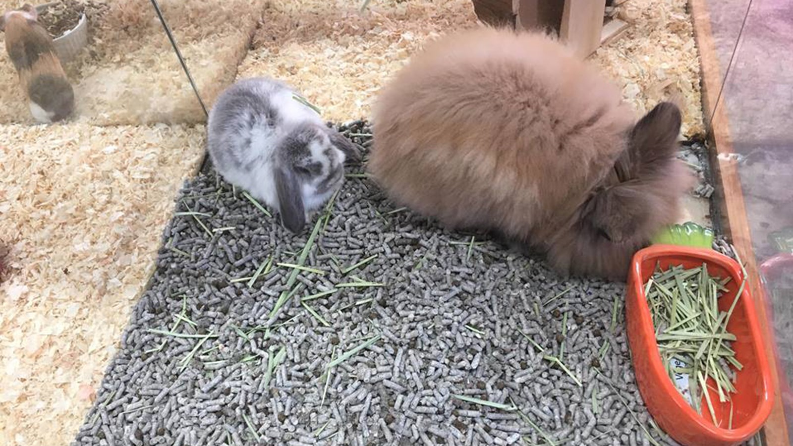 Animalerie St-Lazare: un paradis pour les amoureux d’animaux