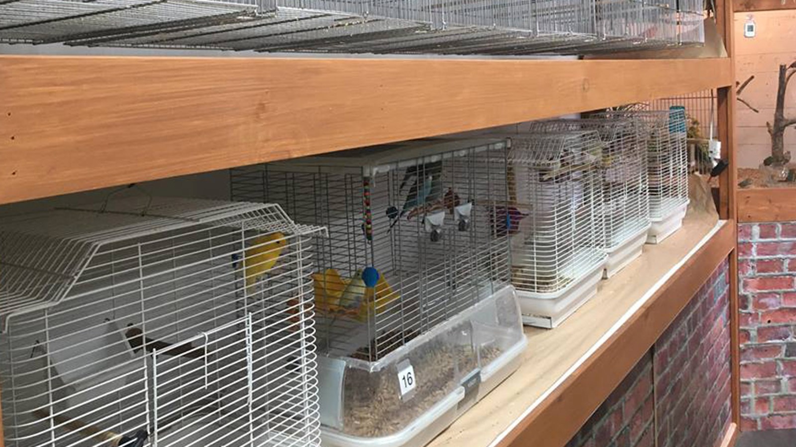 Plusieurs oiseaux cherchent aussi une famille d'accueil.