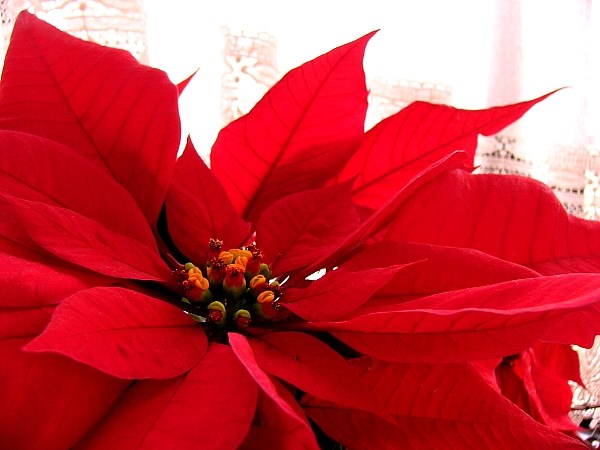 Avez-vous réservé votre poinsettia ?