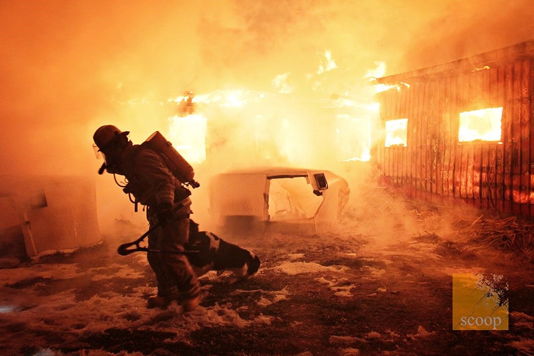 Le pompier Karl St-Maurice du Service des incendies de Saint-Polycarpe a eu du mal à convaincre ce veau de quitter la ferme. Malgré tout, l'animal a eu la vie sauve.
