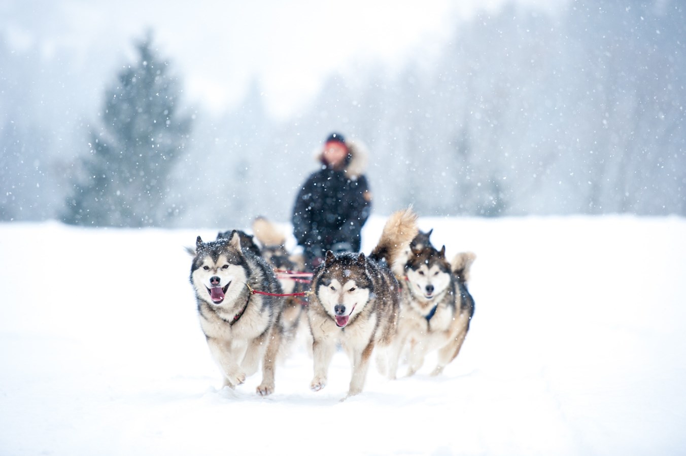 12 idées cadeaux pour offrir le Québec à Noël