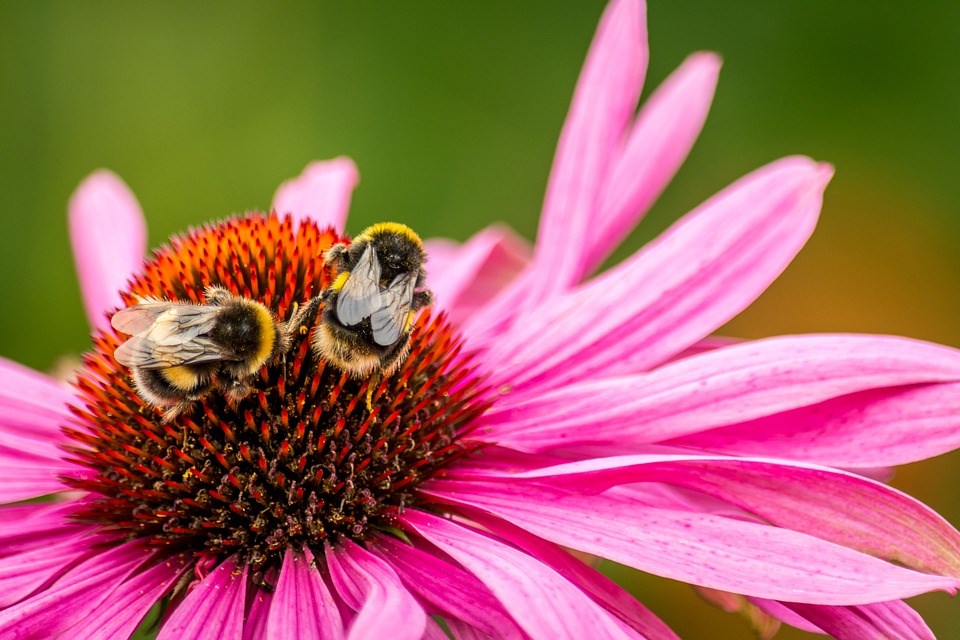 La pollinisation à l’honneur à Vaudreuil-Dorion