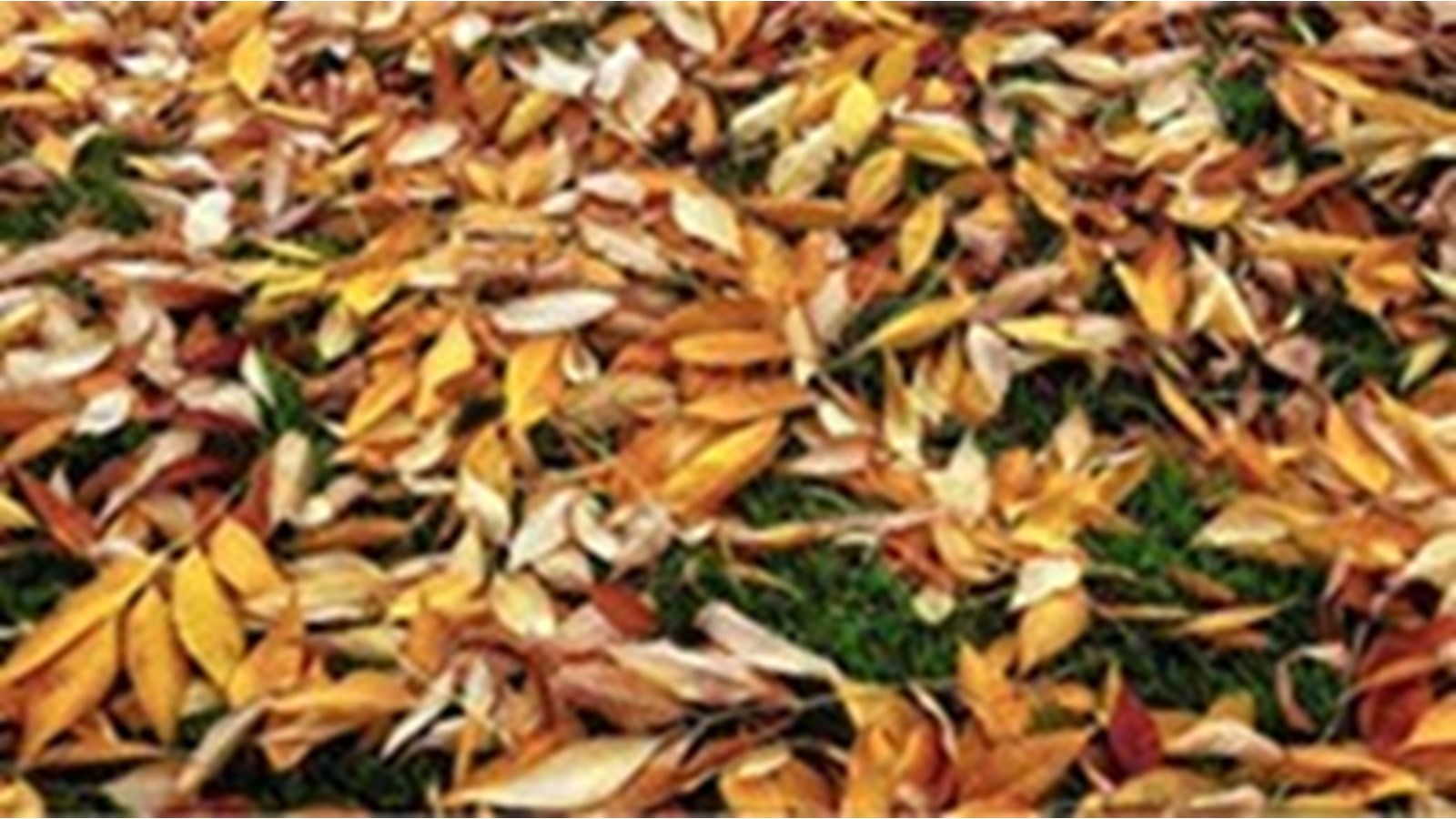 Les 27 avril et 4 mai, on se débarrasse des feuilles mortes à Beauharnois 
