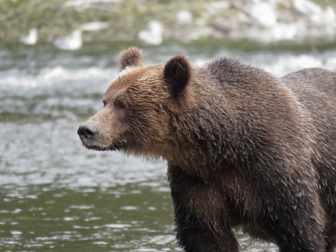 Le grand public sera émerveillé par les photographies de ces ours fascinants.