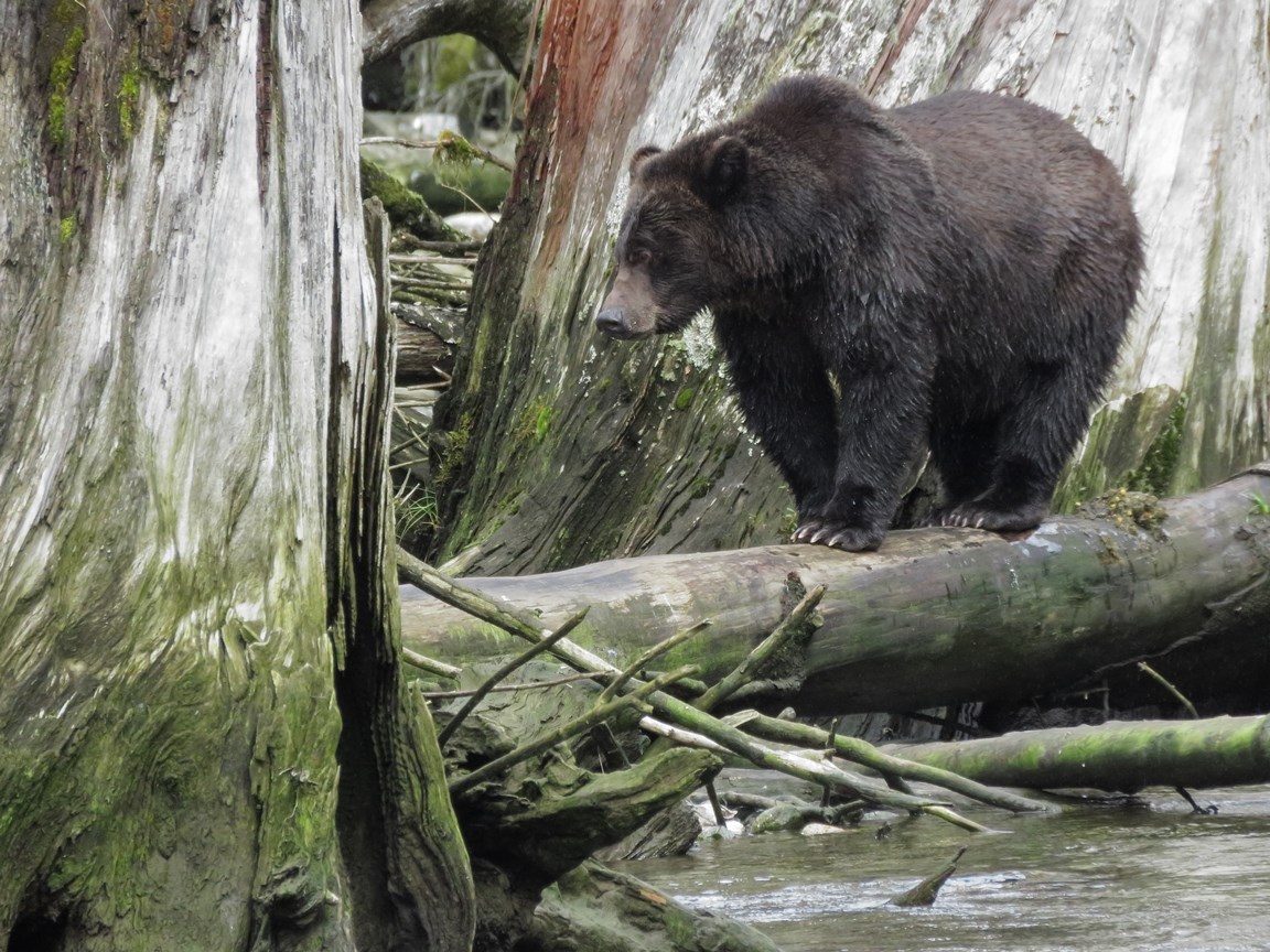 Le grand public sera émerveillé par les photographies de ces ours fascinants.