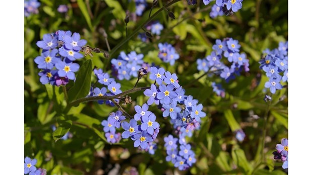 Retour du concours Jardins Fleuris à Sainte-Martine cet été  