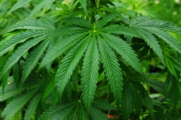 Le cannabis peut-il aider ceux qui souffrent de douleur chronique?