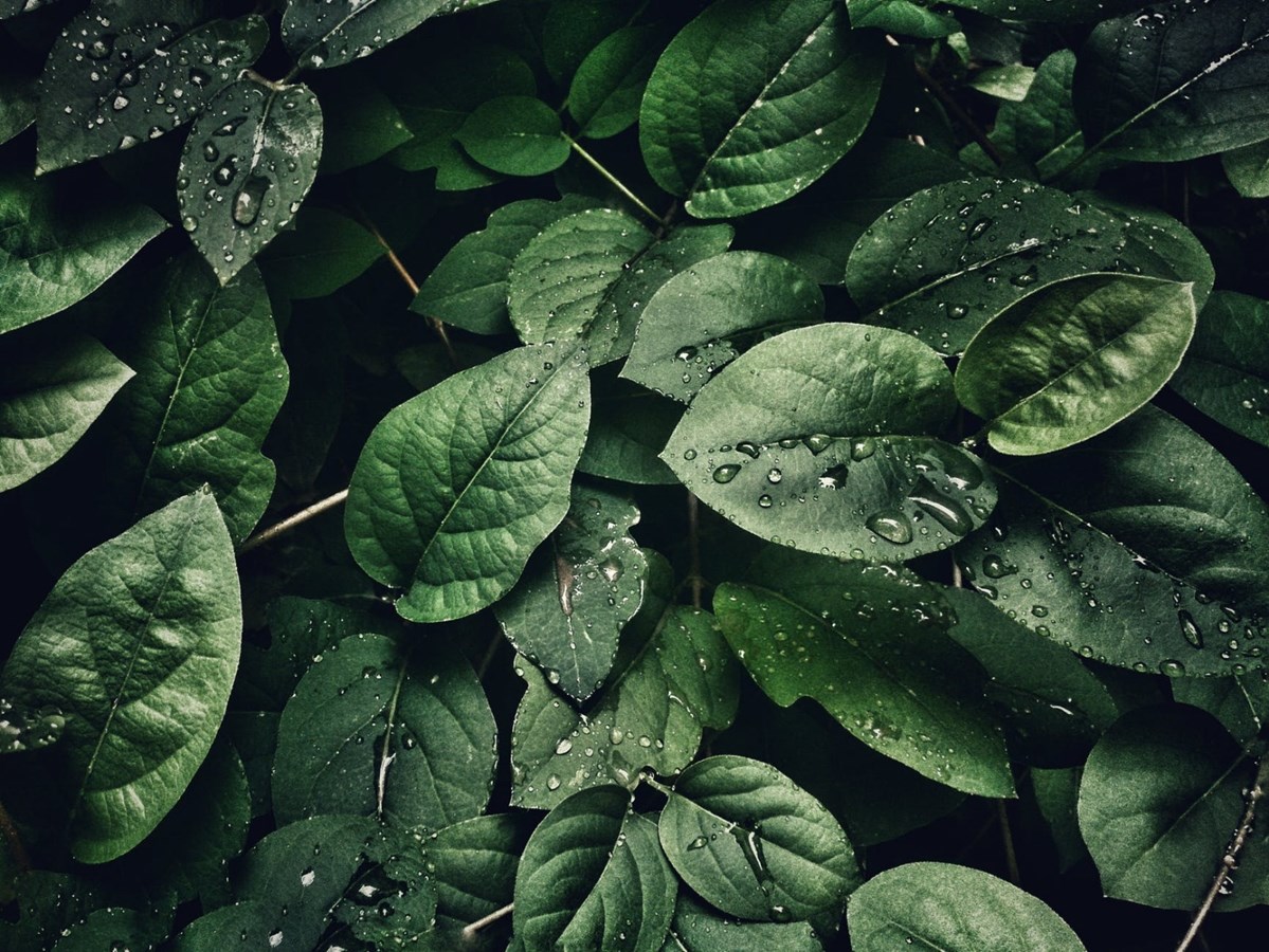 Apprenez comment cultiver des plantes comestibles en milieu urbain avec Mélanie Blais