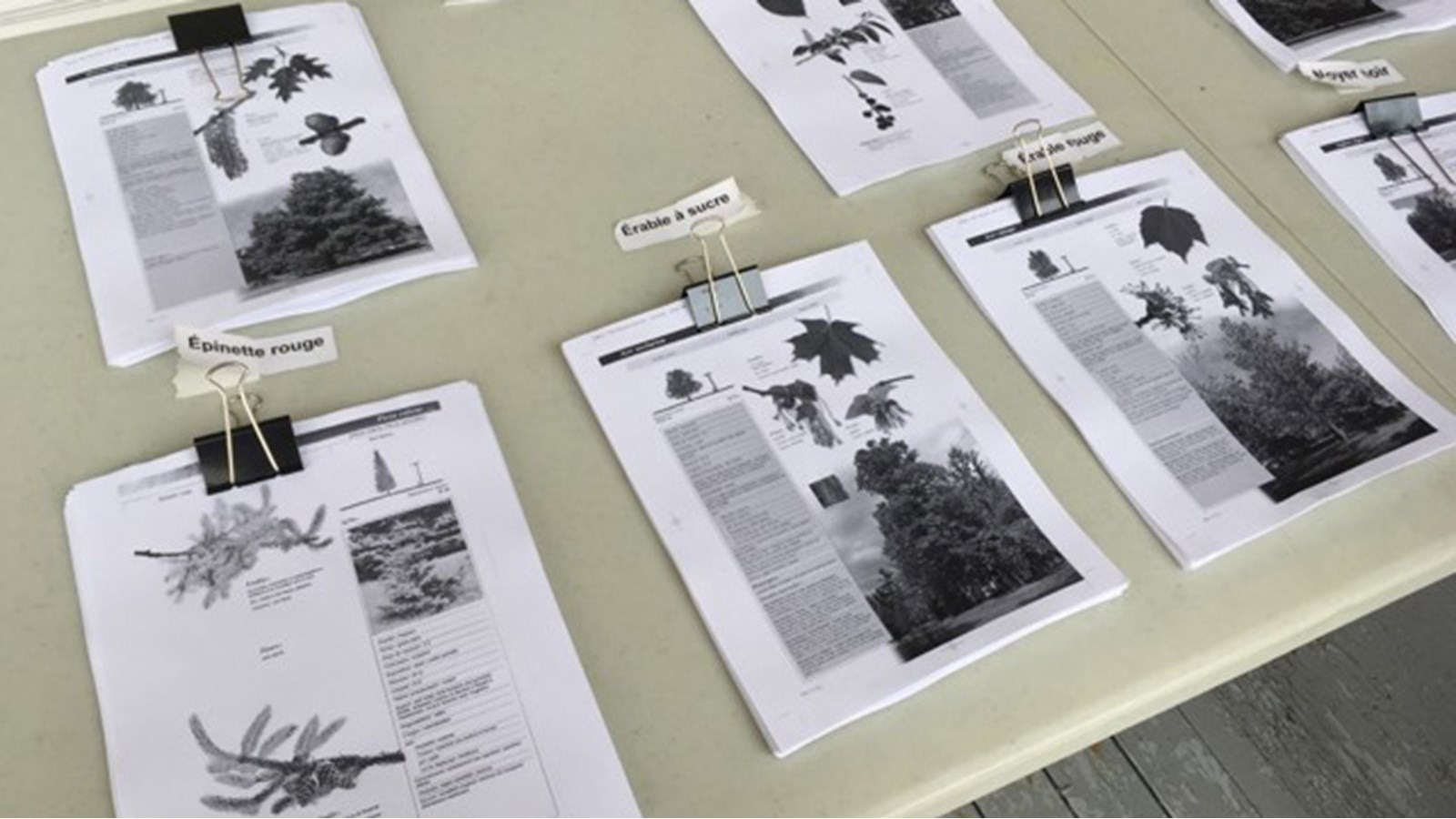 Des feuilles explicatives pour chaque essence d'arbres permettent aux citoyens de Soulanges de faire un choix éclairé sur place.