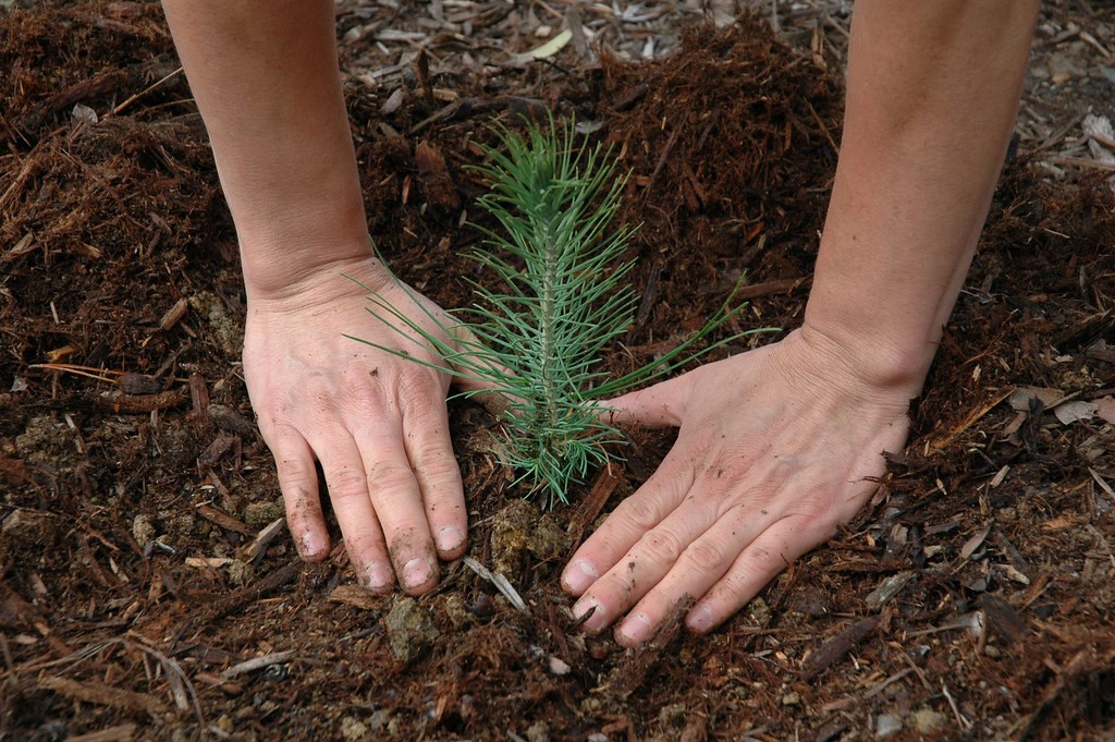 17e édition de la journée de l’arbre de Saint-Lazare le mardi 21 mai