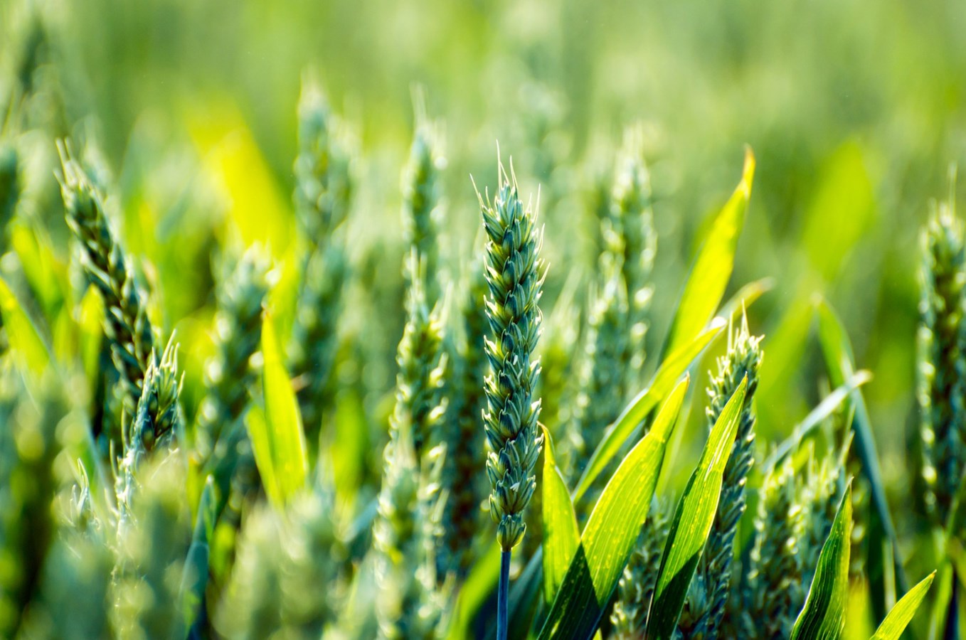 La Fiducie d’utilité sociale agricole, Talanoa, devient propriétaire de sept hectares à Très-Saint-Rédempteur