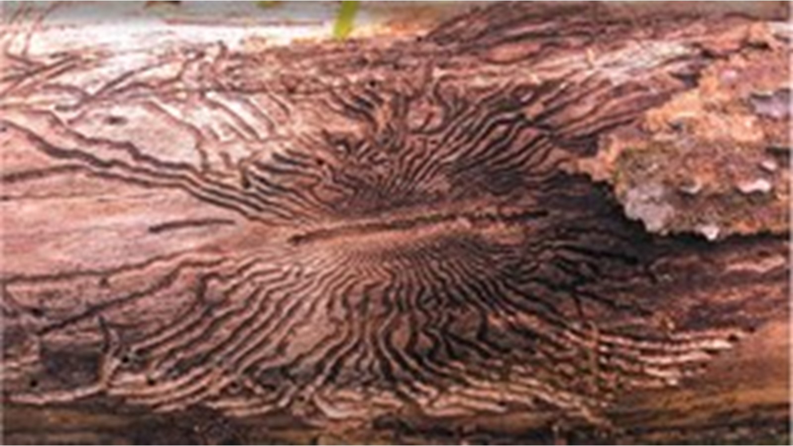 Mise à jour de l’inventaire des arbres touchés par l’agrile du frêne cet été à Sainte-Martine 