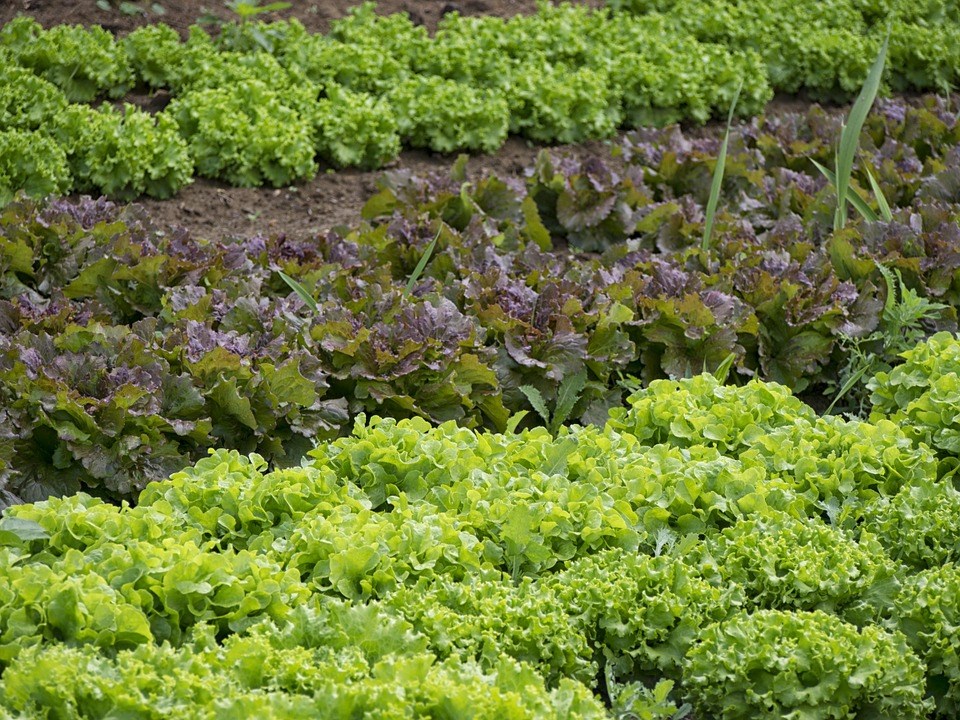 Les potagers en cour avant seront permis à Vaudreuil-Dorion