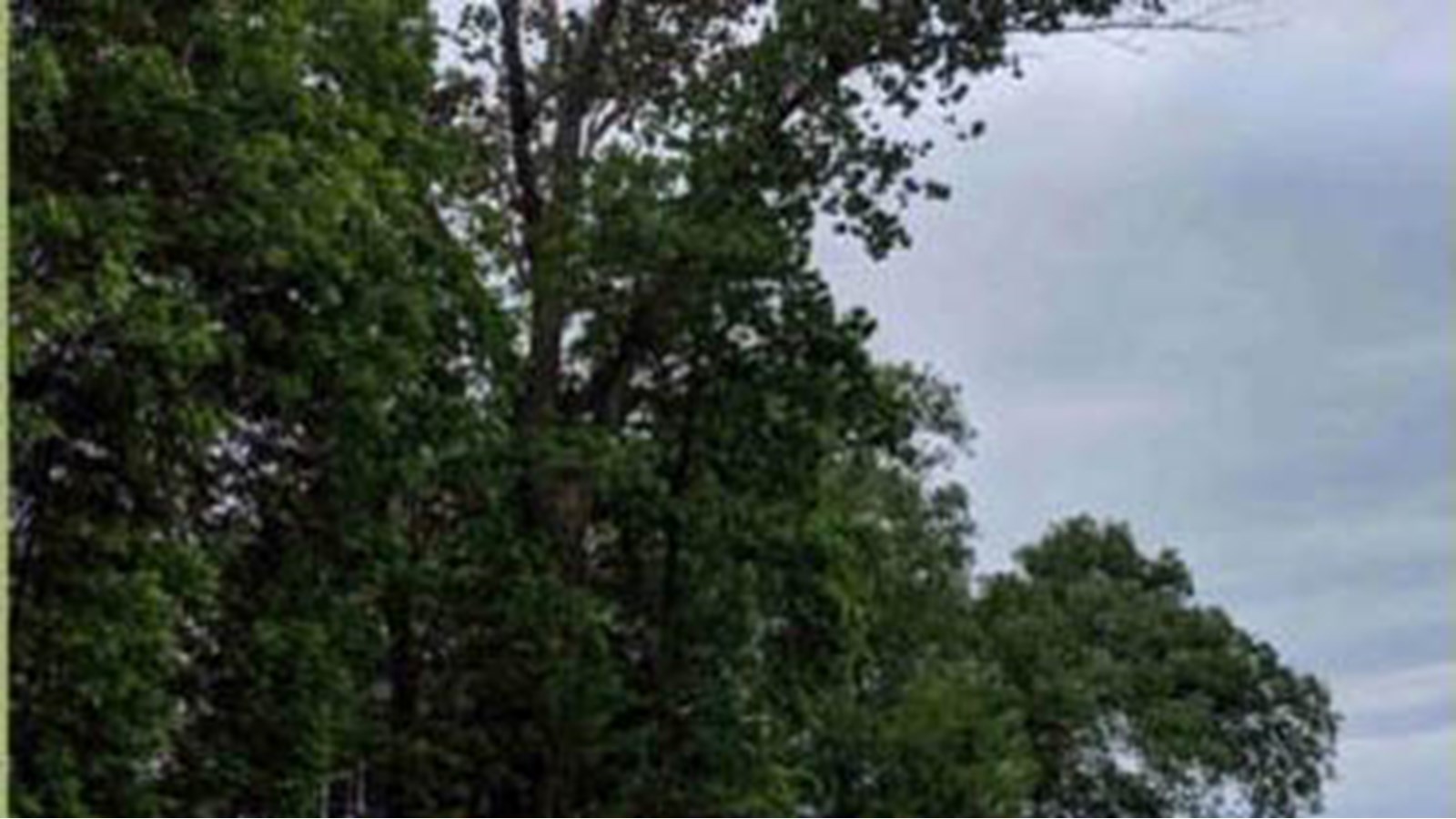 L’abattage d’un grand peuplier cause la fermeture du parc Cardinal dans Grande-Île 