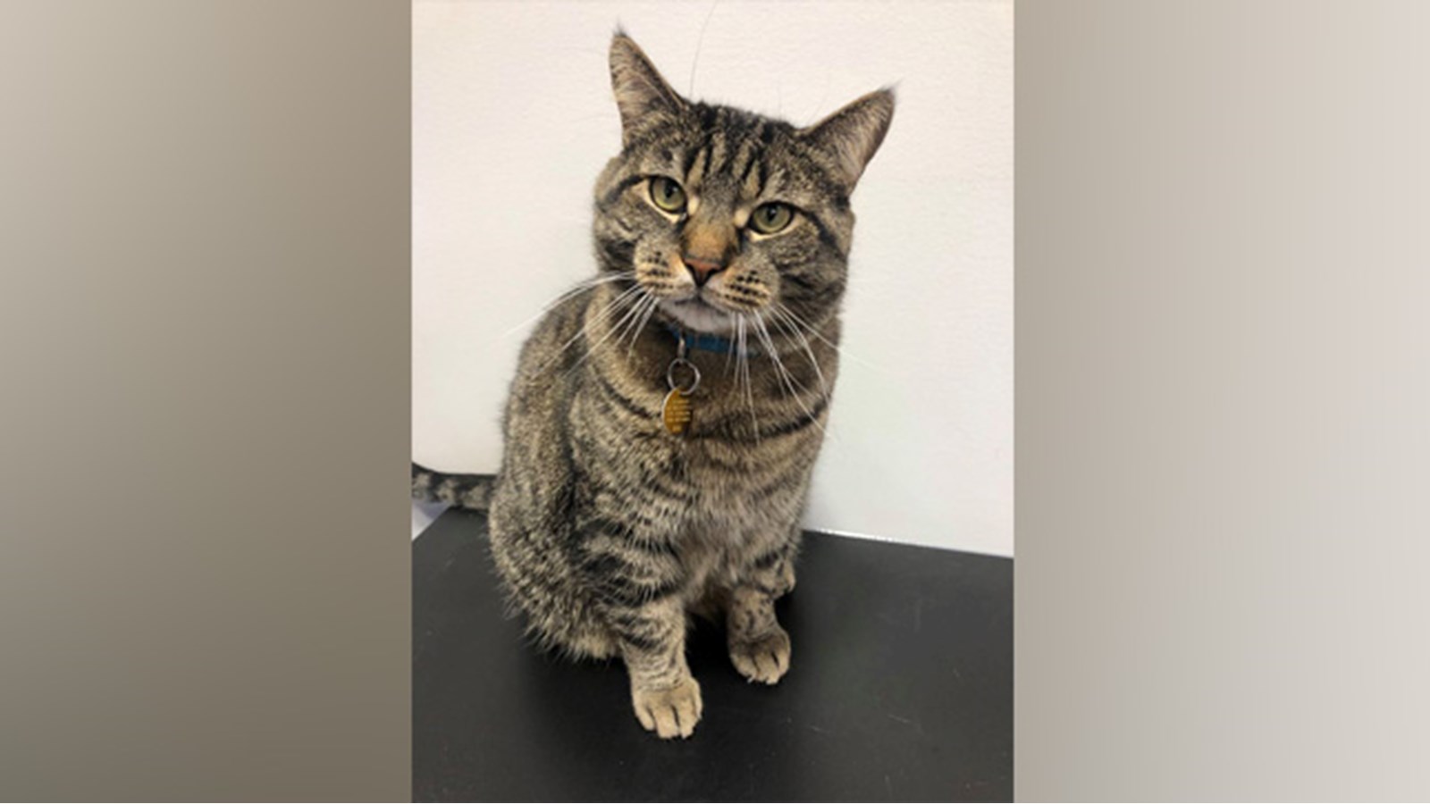Tarification spéciale cette semaine pour l'adoption de chats 