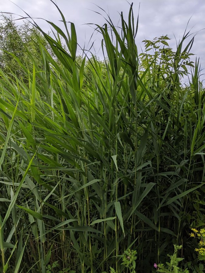 Fauchage de plantes envahissantes : la Ville veut maintenir la biodiversité de ses berges