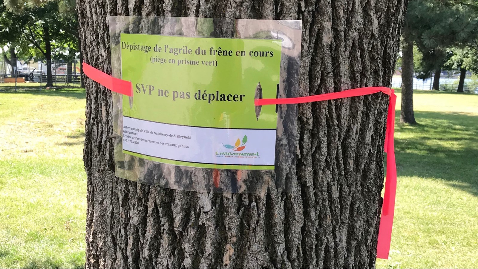 71 frênes municipaux recevront au cours des prochaines semaines un traitement au TreeAzin, afin de les protéger contre l’insecte ravageur.
