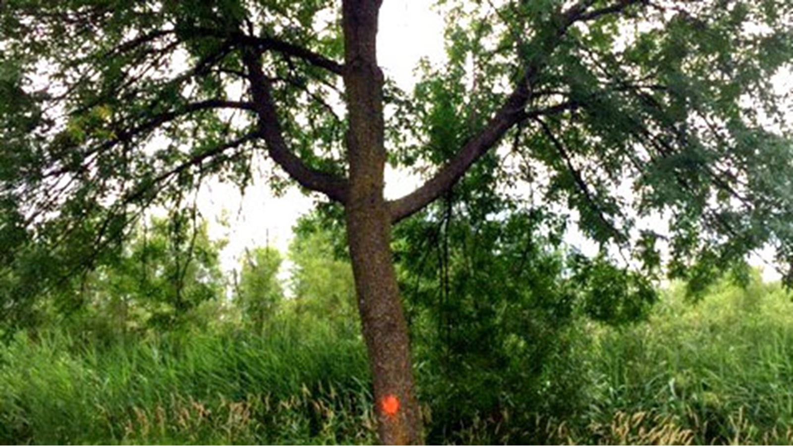 Une équipe poursuit l’inventaire détaillé des frênes, en plus de prendre action pour chacun de ces arbres, indique la Ville de Salaberry-de-Valleyfield.