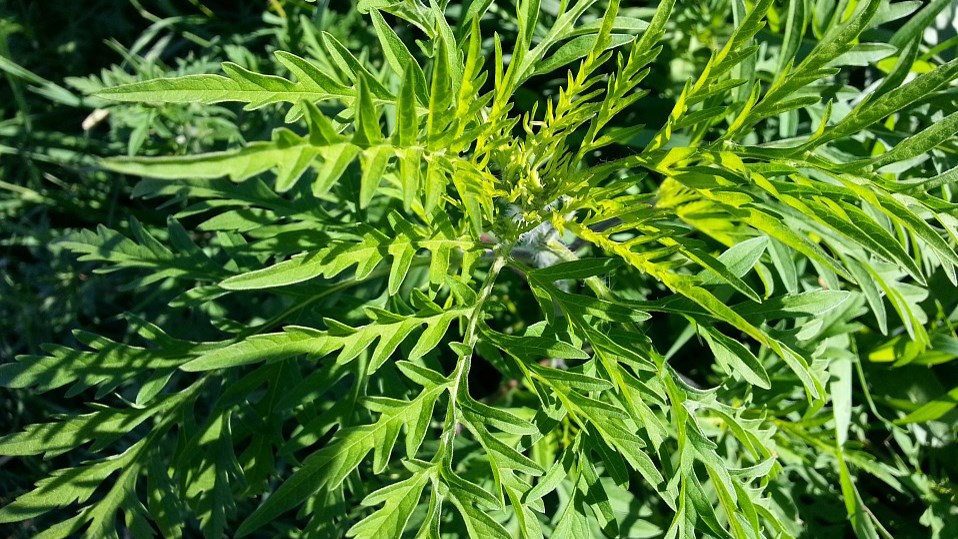 Conseils pratiques pour éliminer l'herbe à poux de son quotidien