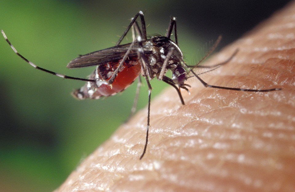 Virus du Nil occidental : la prudence est de mise