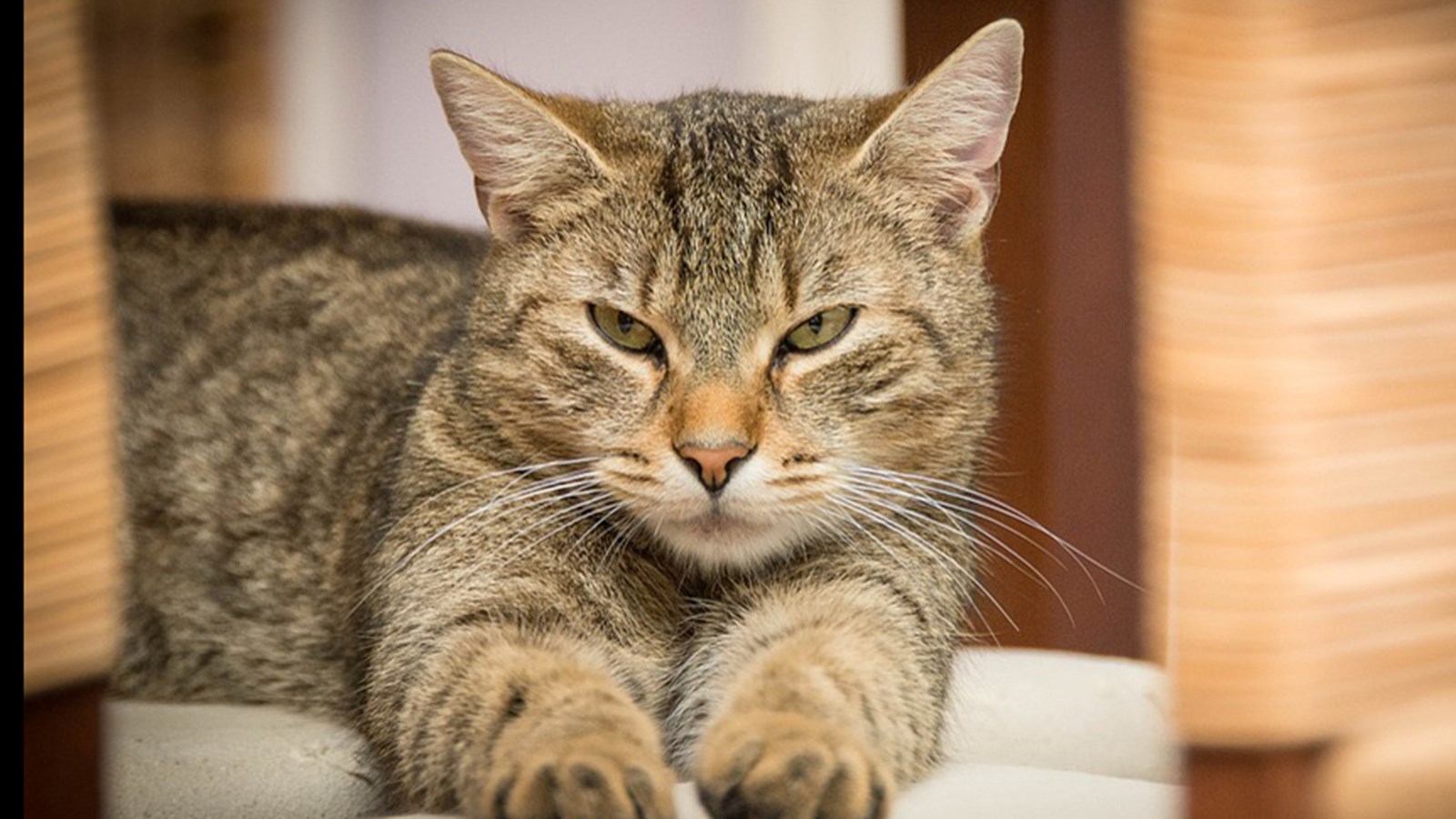 Pitou et minou en vedette aujourd'hui à Salaberry-de-Valleyfield