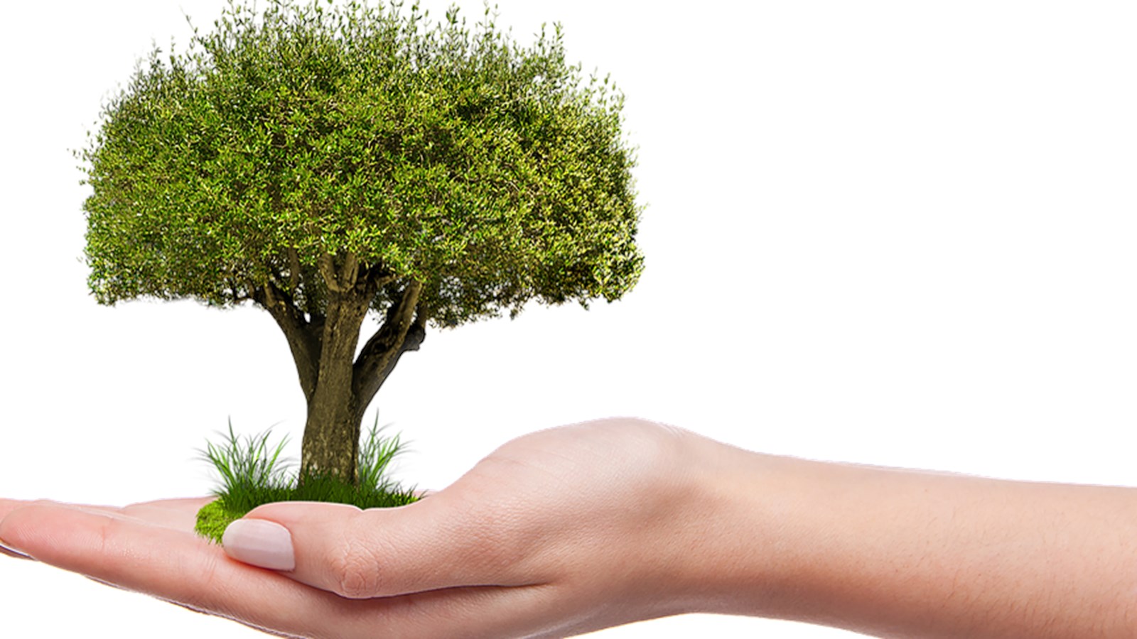 L’arbre et la biodiversité, en vedette du 22 au 28 septembre
