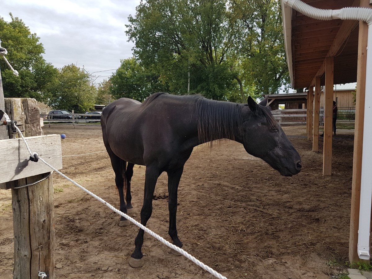« Nous offrons aux chevaux une chance de vivre le reste de leur vie dans un environnement sécuritaire et paisible. » - Mike Grenier