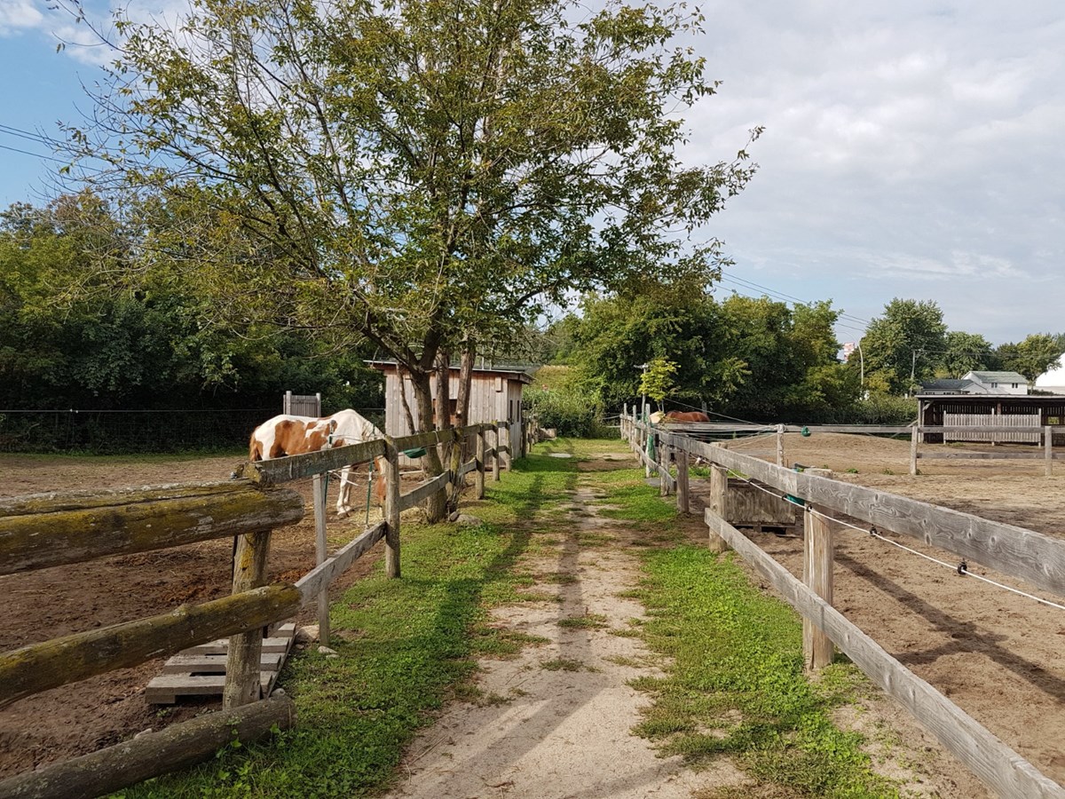 « Nous offrons aux chevaux une chance de vivre le reste de leur vie dans un environnement sécuritaire et paisible. » - Mike Grenier