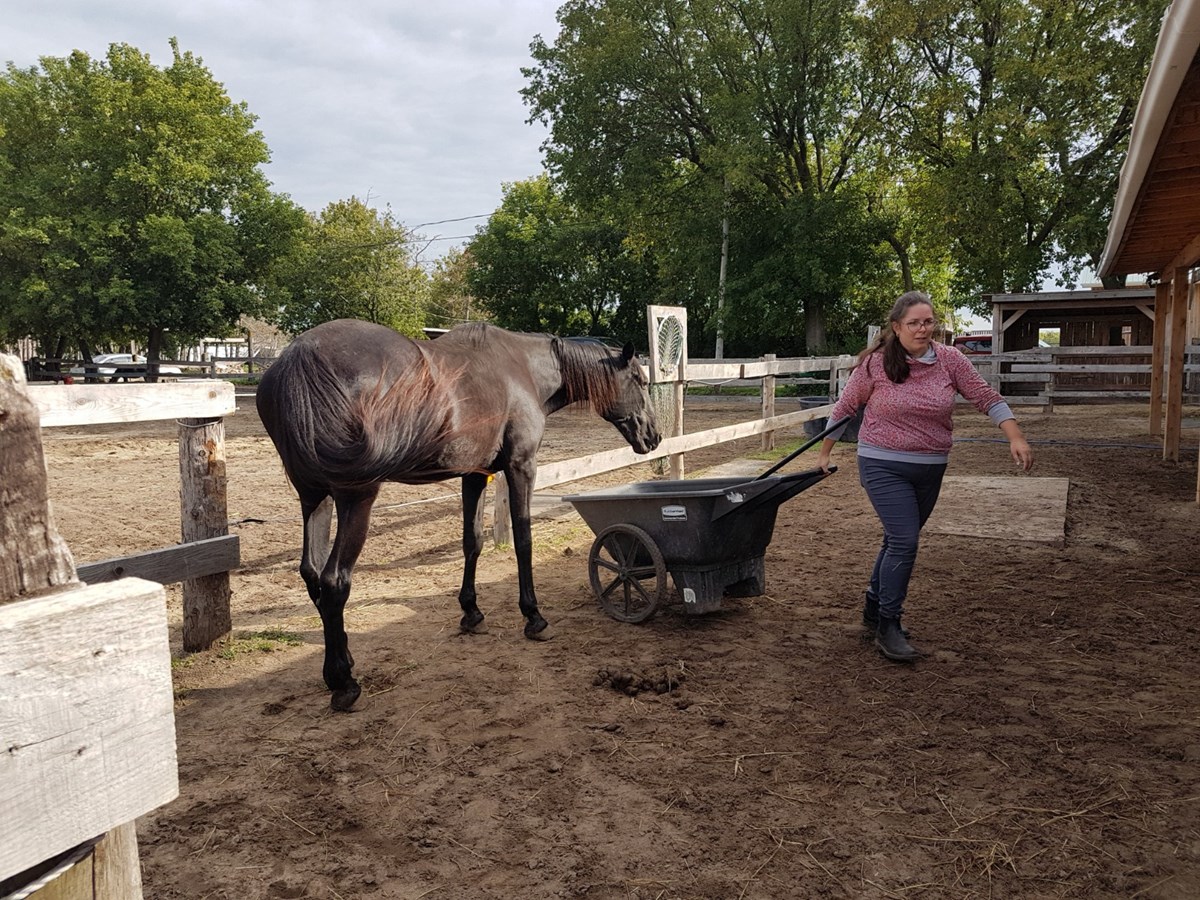 « Nous offrons aux chevaux une chance de vivre le reste de leur vie dans un environnement sécuritaire et paisible. » - Mike Grenier