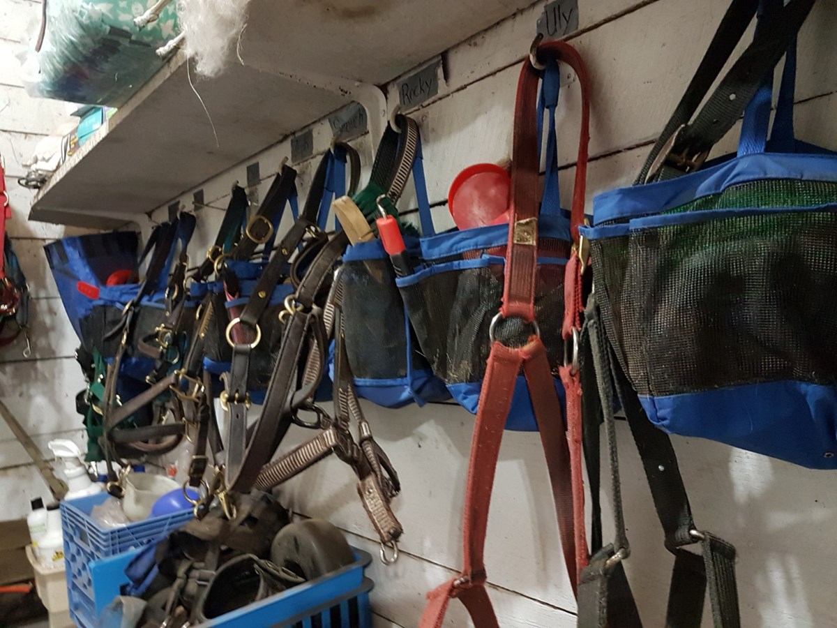 « Nous offrons aux chevaux une chance de vivre le reste de leur vie dans un environnement sécuritaire et paisible. » - Mike Grenier