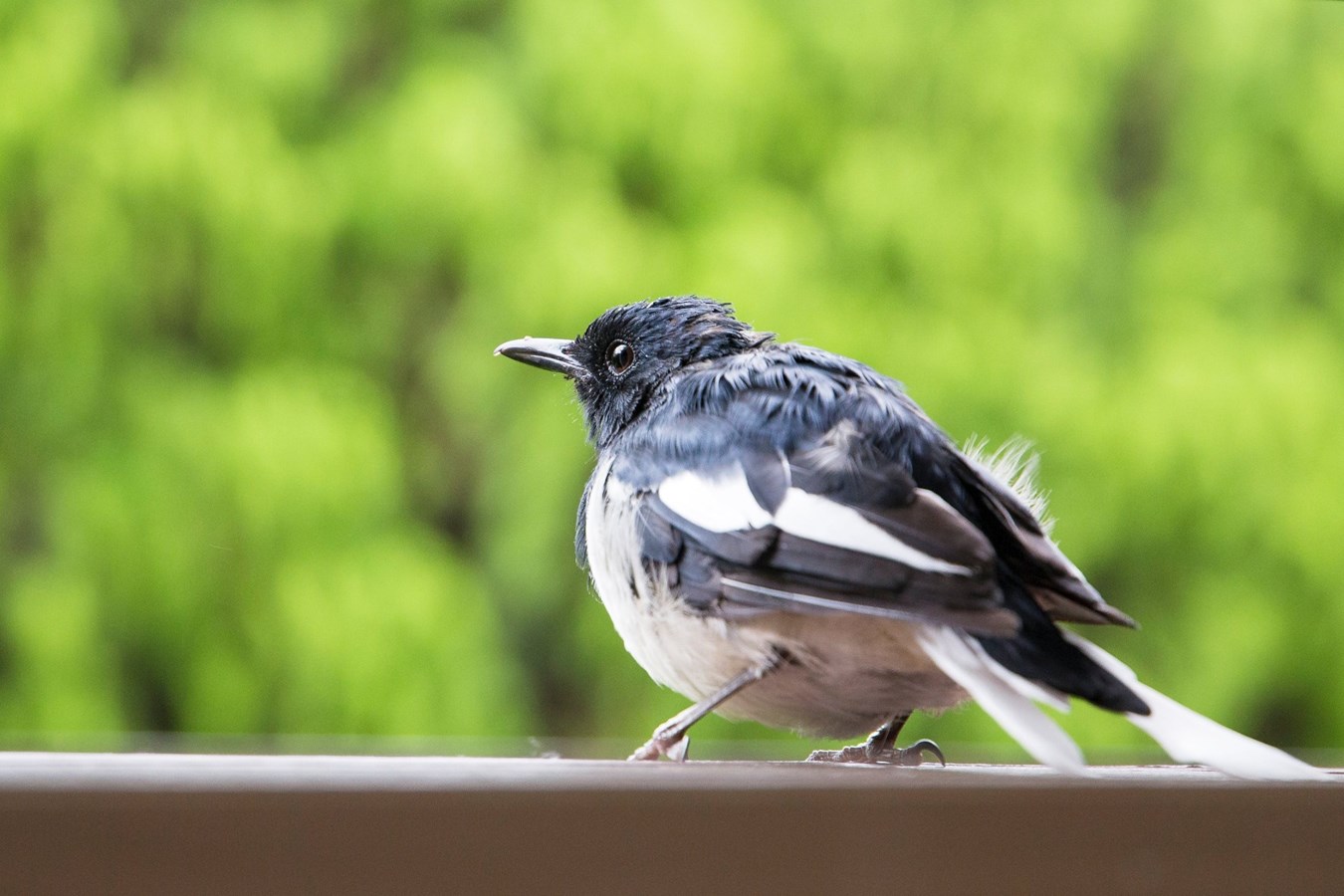 Conférence : attirer les oiseaux dans votre cour arrière n'aura plus de secrèts