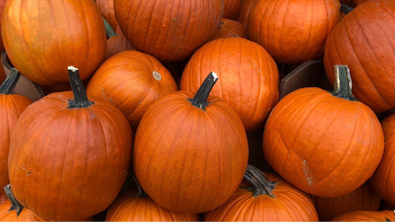 Halloween: pas de citrouilles à l'enfouissement cette année