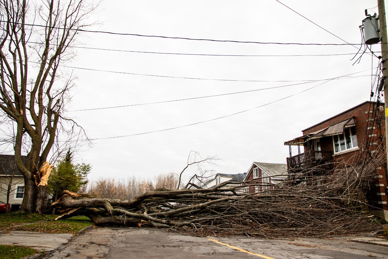 Un arbre cause d'importants dommages sur une résidence de la rue Ogilvie