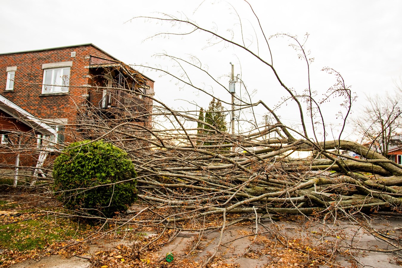 Un arbre cause d'importants dommages sur une résidence de la rue Ogilvie