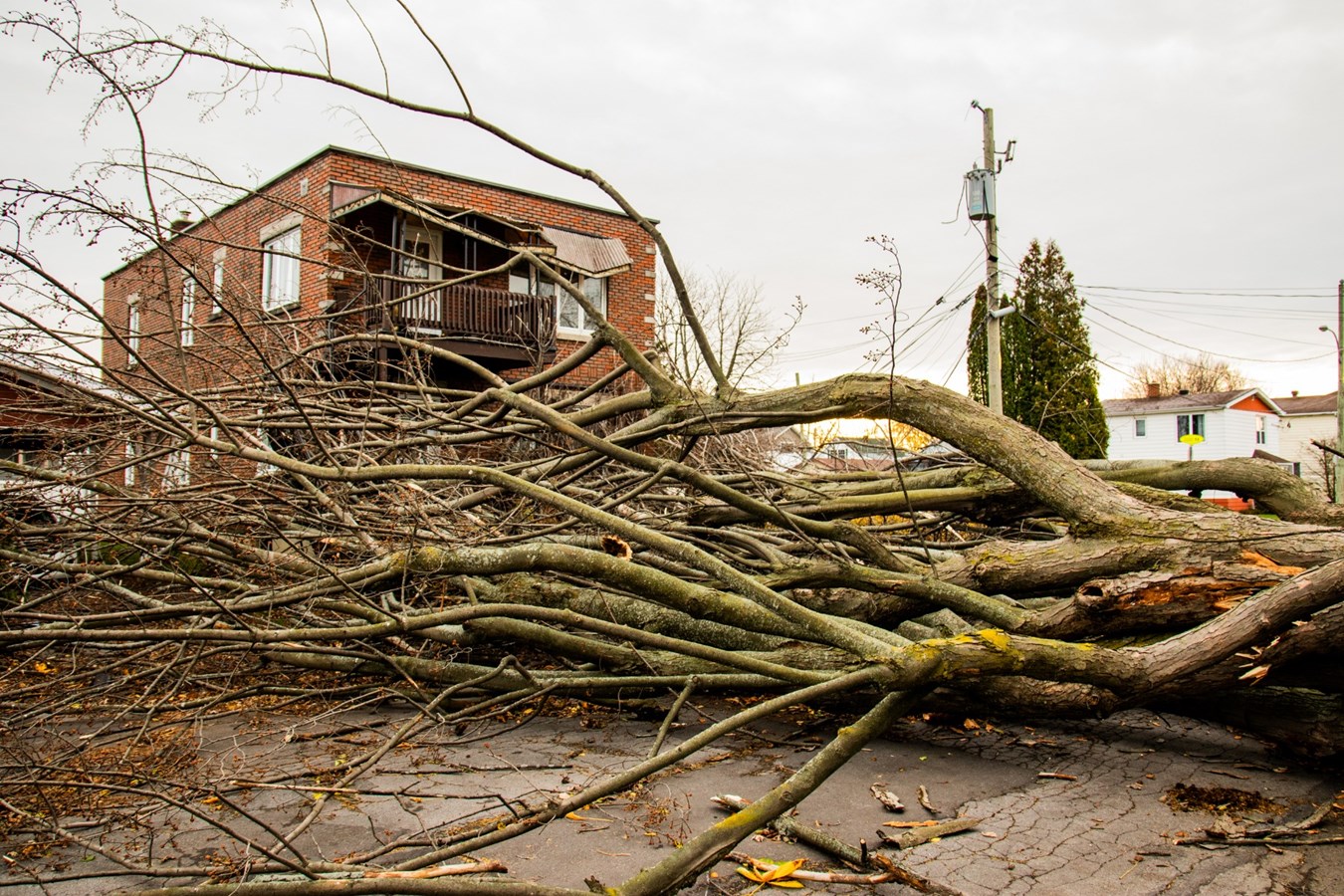 Un arbre cause d'importants dommages sur une résidence de la rue Ogilvie