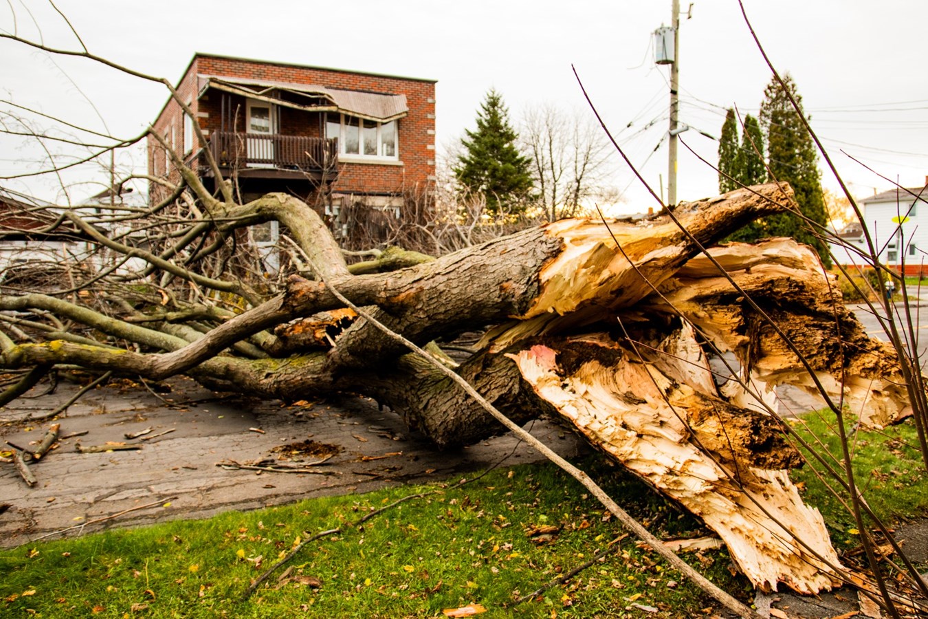 Un arbre cause d'importants dommages sur une résidence de la rue Ogilvie
