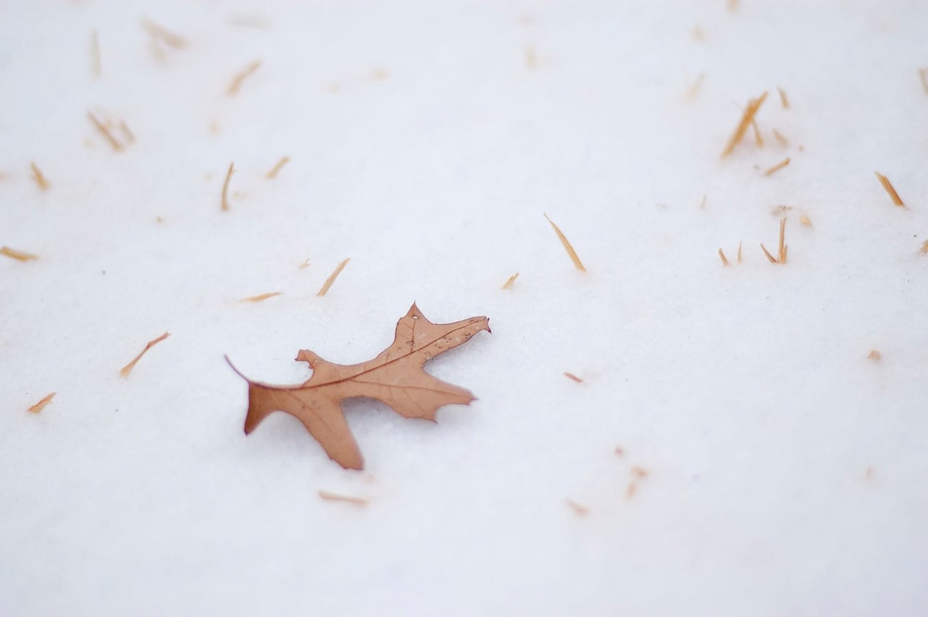 La collecte de feuilles est décalée au jeudi 14 novembre à Saint-Lazare