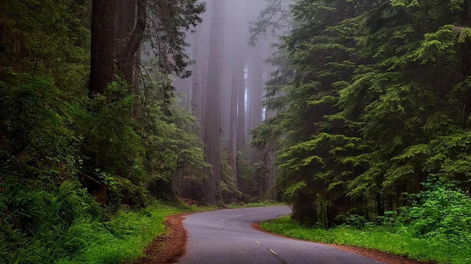 La Californie regorge de parcs nationaux comme le Redwood National Park.