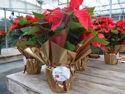 Il est toujours possible de réserver votre poinsettia des Fêtes