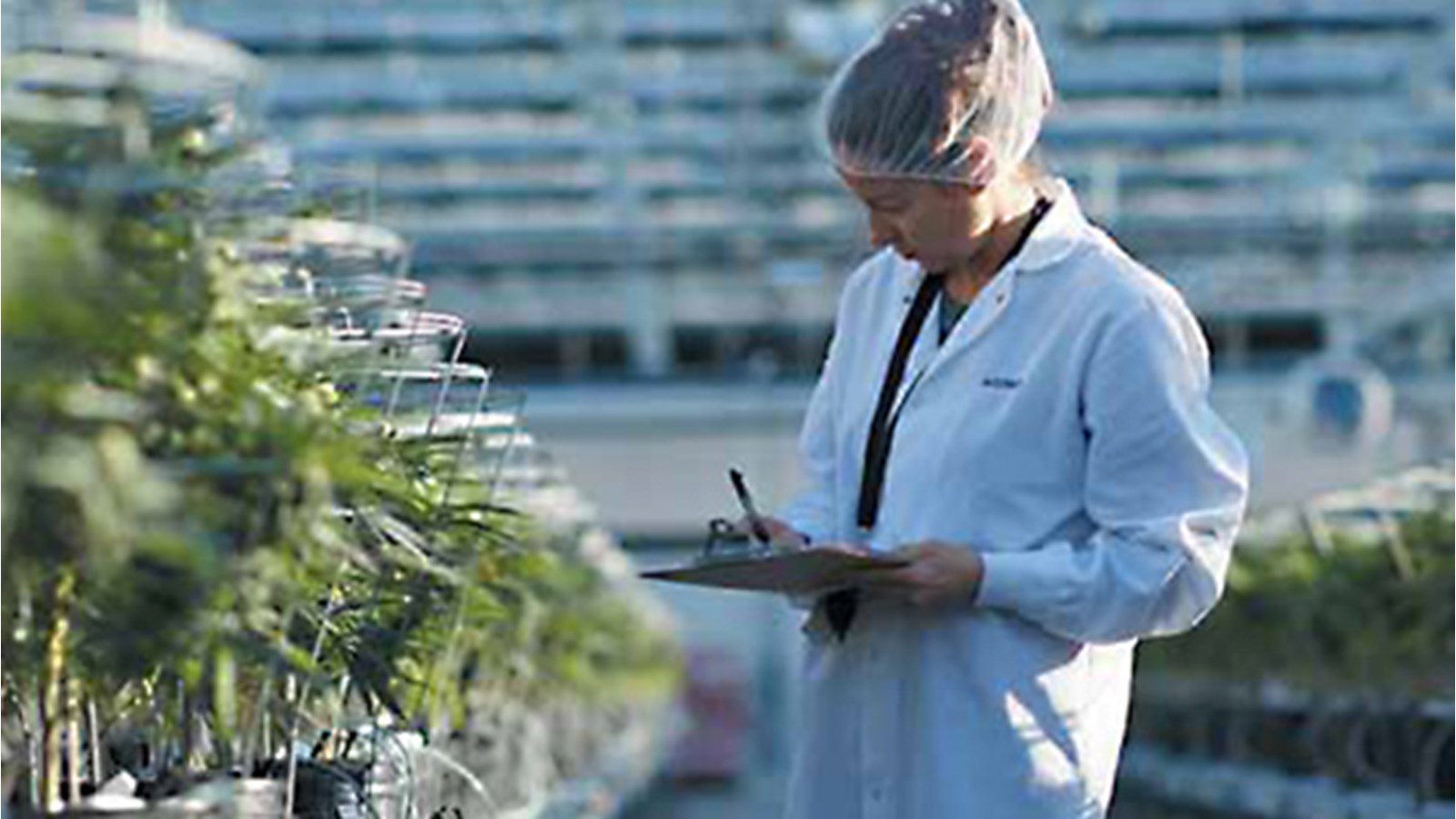 Salaberry-de-Valleyfield accueillera une succursale de la Société Québécoise du cannabis en 2020